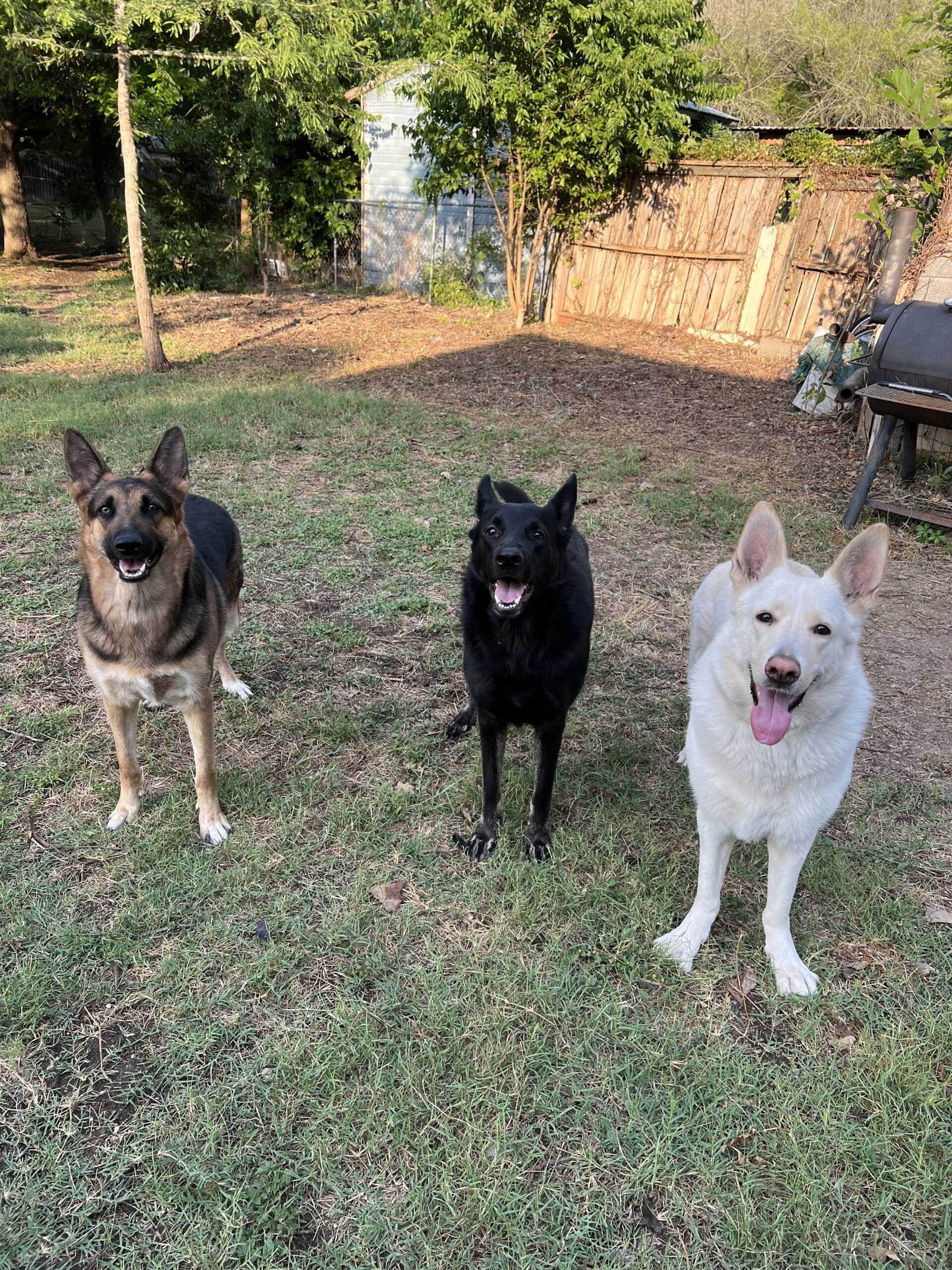 Life with German Shepherds