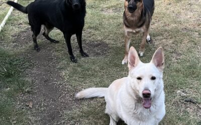 Birth Order – Dog Edition: How My Three German Shepherds Are Basically Human Children