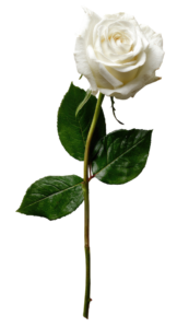 intentionally single rose